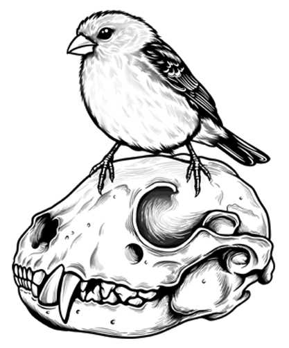 becca finch bird crop